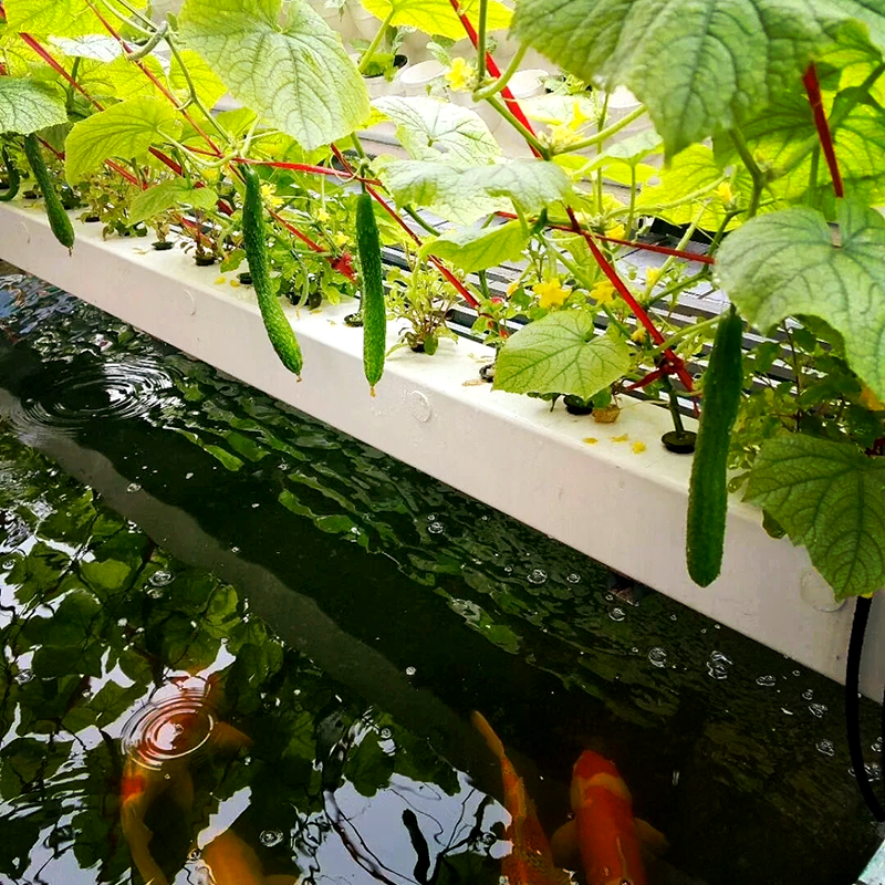 晋中市水肥机鱼菜共生 - 价格