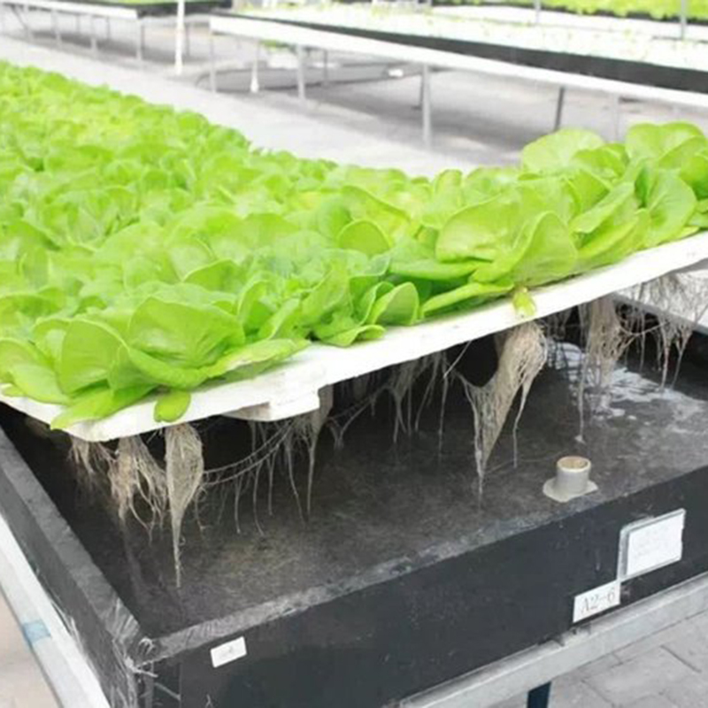 晋中市水培设备植物工厂 - 排名